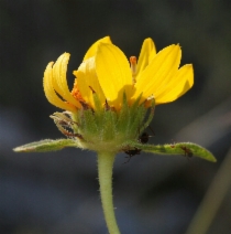 Helianthella californica var. nevadensis