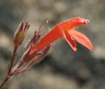 Keckiella corymbosa