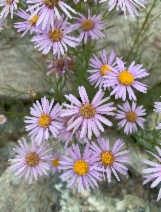 Erigeron foliosus var. confinis