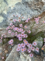 Erigeron foliosus var. confinis