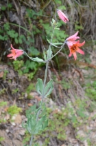 Lilium bolanderi - Calflora