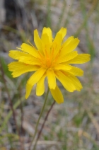 Microseris laciniata ssp. siskiyouensis