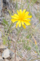 Microseris laciniata ssp. siskiyouensis