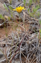 Microseris laciniata ssp. siskiyouensis