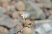 Minuartia howellii