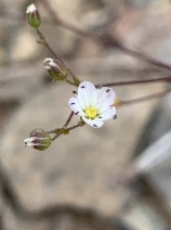Minuartia howellii