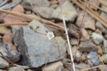 Minuartia howellii