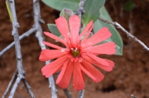 Silene serpentinicola