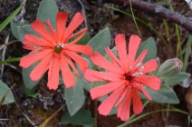 Silene serpentinicola