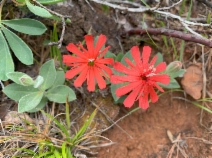 Silene serpentinicola