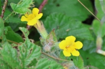 Erythranthe ptilota