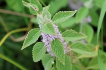 Mentha canadensis