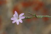 Epilobium brachycarpum