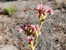 Eriogonum elatum