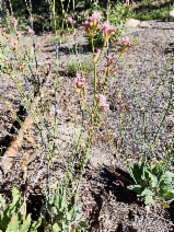 Eriogonum elatum