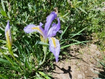 Iris missouriensis