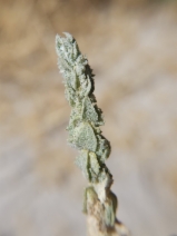 Atriplex coronata var. coronata