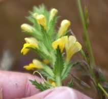 Parentucellia viscosa
