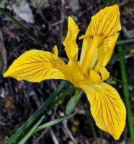 Iris innominata