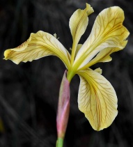 Iris innominata