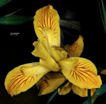 Iris innominata