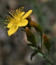 Hypericum concinnum