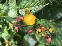 Hypericum grandifolium