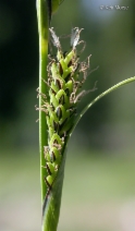 Carex aquatilis