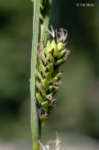 Carex aquatilis