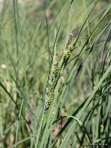 Carex aquatilis