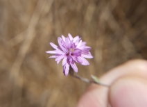 Lessingia hololeuca