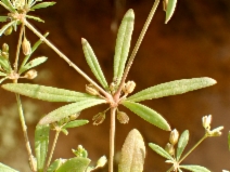 Mollugo verticillata