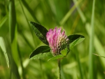 Trifolium pratense