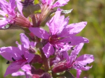 Lythrum salicaria