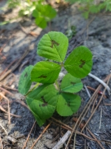 Medicago arabica