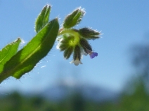 Myosotis discolor