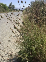 Poterium sanguisorba