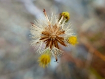 Erigeron reductus