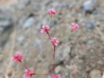 Eriogonum luteolum var. caninum
