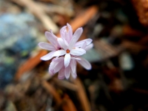 Lessingia micradenia var. micradenia