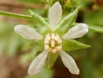 Horkelia cuneata var. puberula