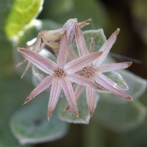 Luina hypoleuca