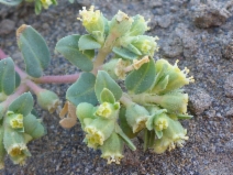 Chamaesyce ocellata