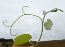 Vitis californica