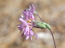 Lessingia hololeuca