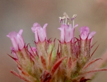 Chorizanthe palmeri