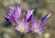 Allium fimbriatum