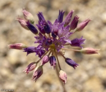 Allium fimbriatum var. fimbriatum