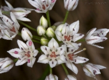 Allium lacunosum var. micranthum