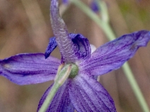 Delphinium parryi ssp. eastwoodiae